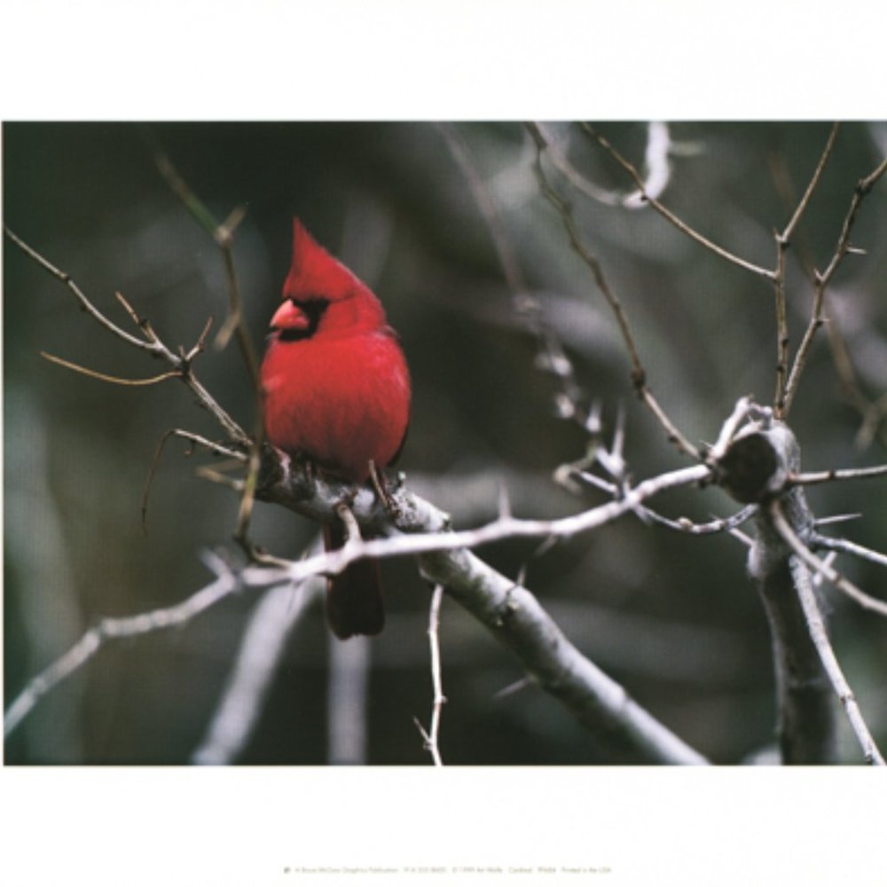Art Wolfe Bird Prints, Cardinal and Blue Jay Set of 2 14x11 in